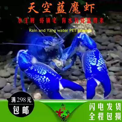 Ornamental shrimp live crayfish Sky Blue Devil shrimp pet shrimp Australian freshwater lobster water Family blue shrimp live