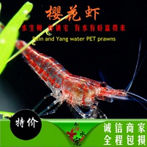 Sakura shrimp flame shrimp red ornamental shrimp pet shrimp living water grass tank algae removal tool shrimp baking paint extreme fire shrimp
