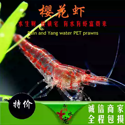 Sakura shrimp flame shrimp red ornamental shrimp pet shrimp living water grass tank algae removal tool shrimp baking paint extreme fire shrimp