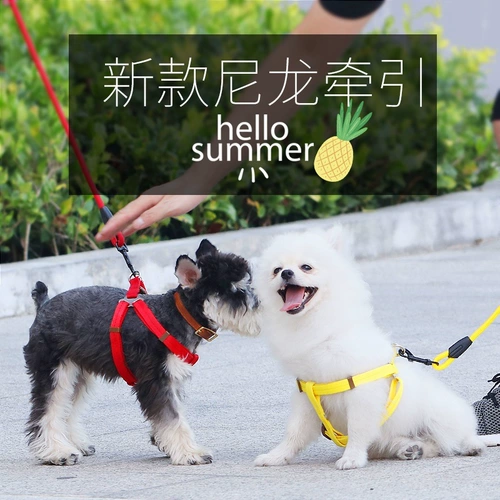 Собака для собак цепь плюшевые золотые волосы маленькие средние щенки щенка для собак веревочный ремень для питомца при снабжении воротник