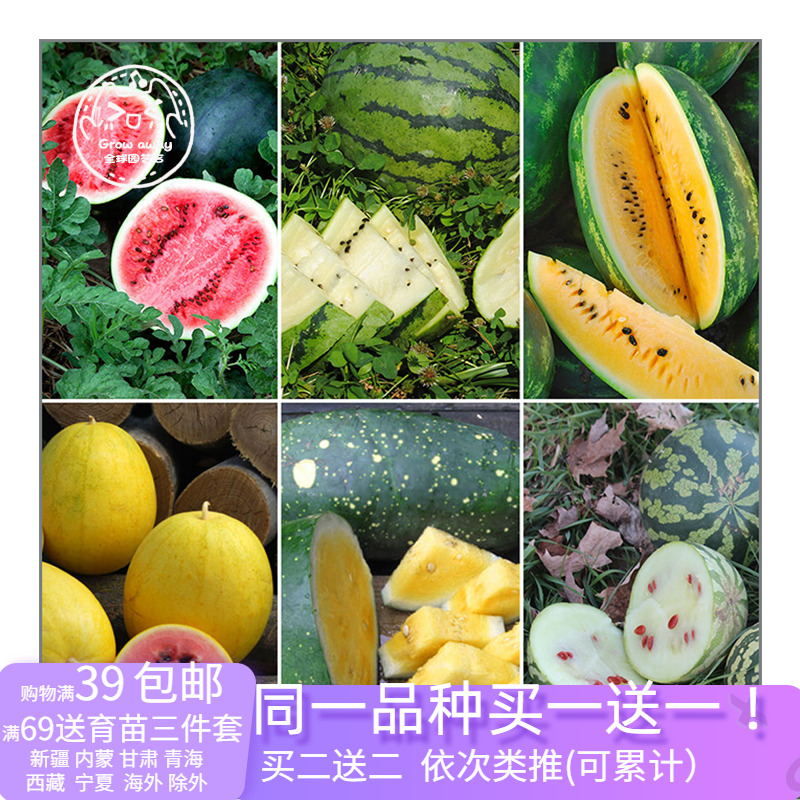 Heirloom Watermelon Seed Collection Mini High-yielding Super Sweet Fruit U.S. Imported Indoor Balcony Potted Plants