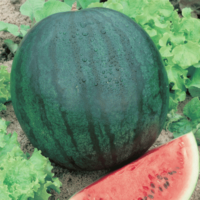 Heirloom Watermelon Seed Collection Mini High-yielding Super Sweet Fruit U.S. Imported Indoor Balcony Potted Plants