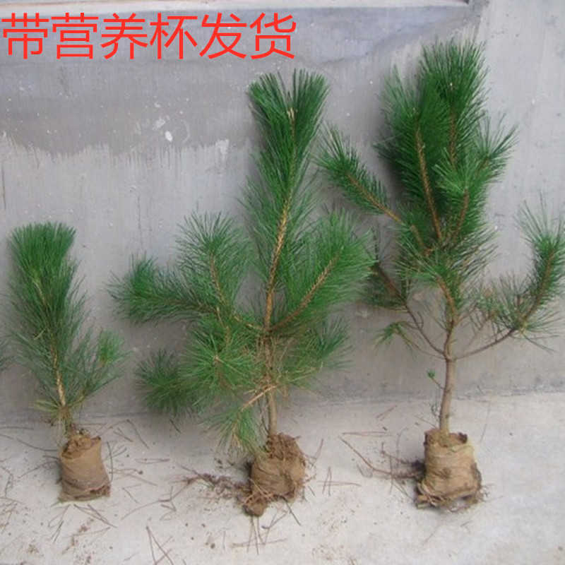 绿化苗木日本黑松小苗庭院黑松苗黑松树苗四季常青盆景植物松树苗