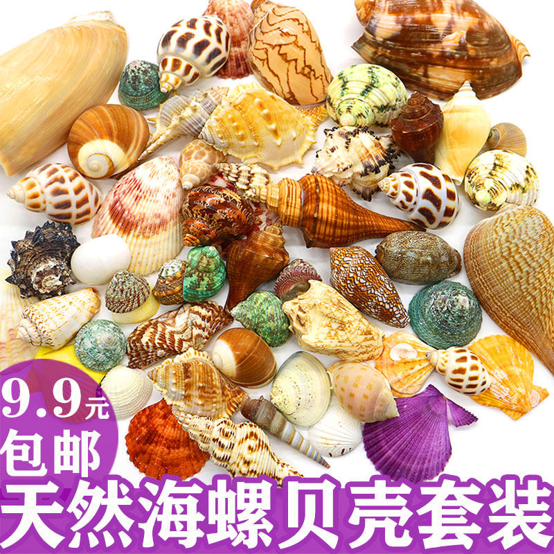 Natural shell conch starfish white coral stone handmade diy perforated fish tank landscaping roll shellfish hermit crab shell change