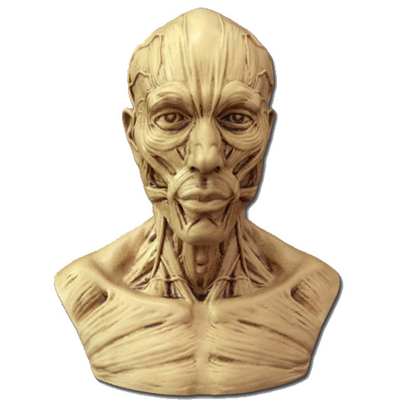 1:3 art medical still life painting reference art with human musculoskeletal head carving skull bust model