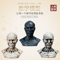 Human Body Model Fine Art Class Human Head Teaching Live-action Half Chest Like Simulation Skull Skull Specimen Medical Skeleton