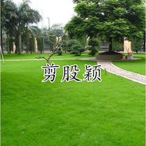 Coupure dactions Novelty Grass Grass Golf Course Villa Four Seasons Evergreen Dwarf Raw Lawn cut Wing Turf Seed