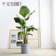 Galaxy丨Bird of paradise potted indoor large office green plant floor-standing Strelitzia reginae living room Nordic ins plant