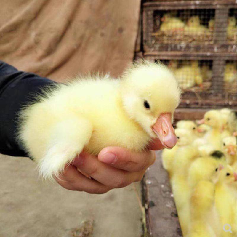 小鹅活苗宠物四季鹅家养高产蛋鹅大三花鹅百子鹅皖西白包顺丰包邮