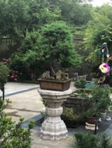 High-end bonsai base stone carving flower stand flowers and ornaments