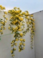 月桂花坊的LOGO