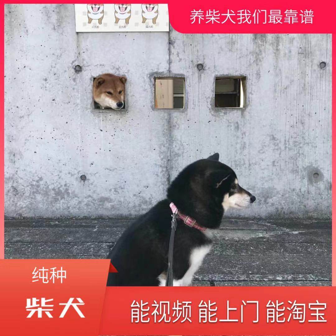 赛级柴犬幼犬：日本高品质萌宠，爱干净不爱叫的完美家庭伴侣！-狗狗-淘宝好物网
