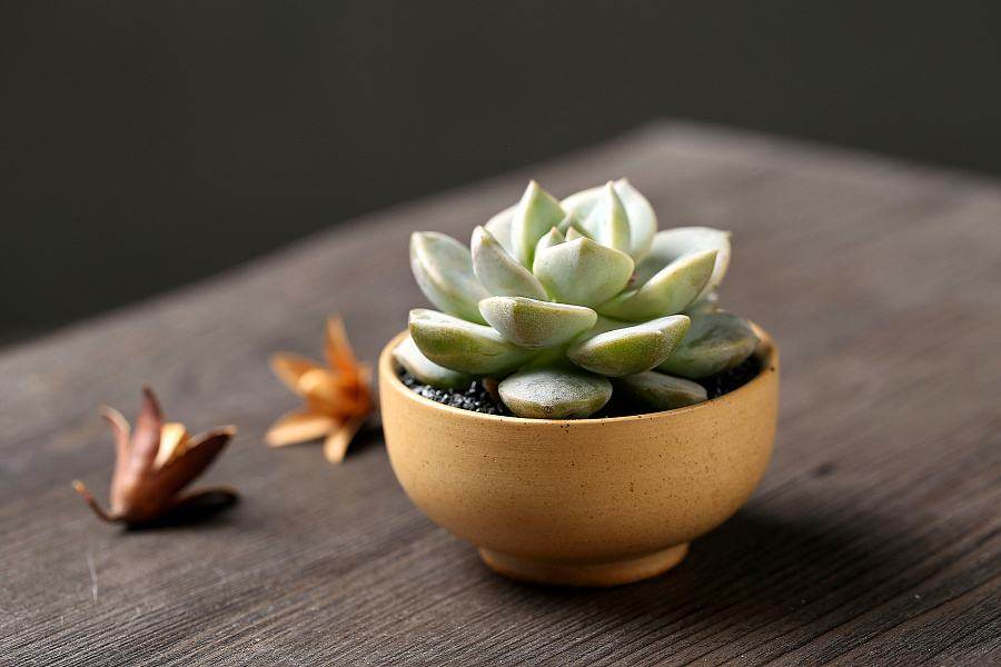 多肉出現這些狀態 八成是僵苗了 淘寶海外