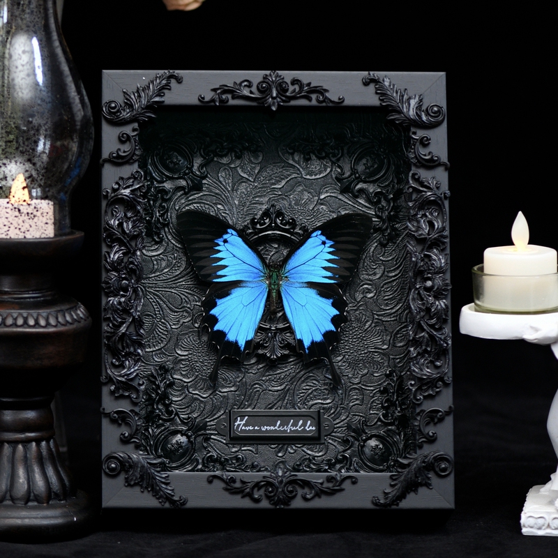 Butterfly Specimen of the Butterfly Species Paradise Morpho, Real Butterfly in Dark Vintage Frame, Gift Ornament, Birthday, Graduation, Butterfly Specimen, Real Butterfly Butterfly Specimen of the Butterfly Species Paradise Morpho, Real Butterfly in Dark Vintage Frame, Gift Ornament, Birthday, Graduation, Butterfly Specimen, Real Butterfly