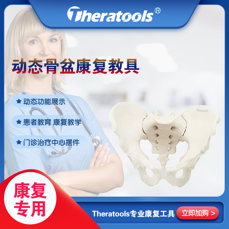 Theratools Dynamic pelvis model teaching aids for active female function Show post-pregnancy rehabilitation teaching