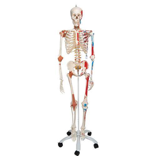 German imported bone model with muscle starting and ending point human skeletal muscle movement function anatomical model