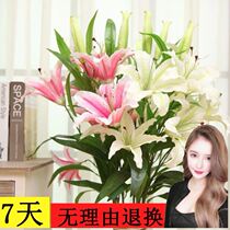 Simulation rich bamboo Lucky bamboo lily set Pastoral living room room fake flower silk flower decoration Green plant floral art Hot sale