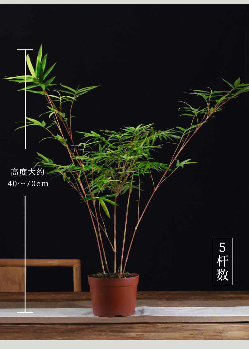 时物园-花卉绿植、盆栽盆景、多肉植物等一站式购物平台红竹红寒竹花叶
