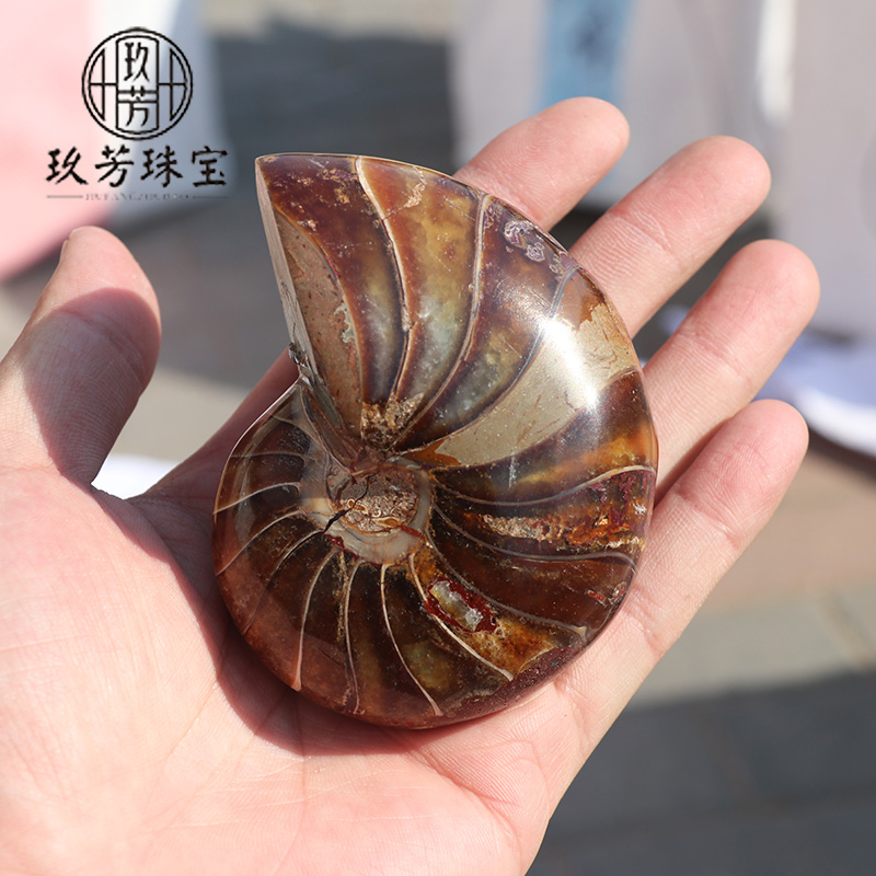 珍品 螺化玉 螺化石 - アクセサリー