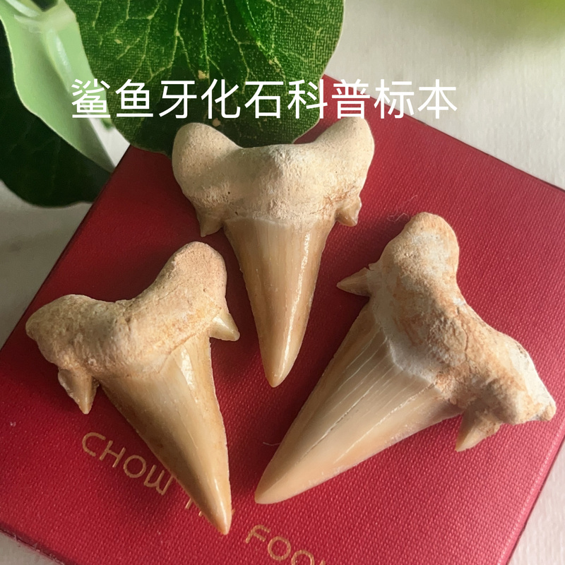 Natural Moroccan Cretaceous Period Ancient Biological Shark Tooth Fossil Pendant Geological Science Teaching Specimen Gift