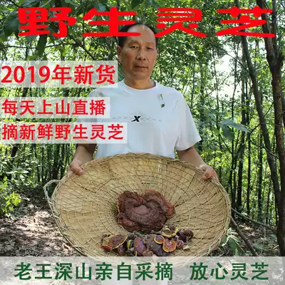 Shennongjia natural wild Ganoderma lucidum non-Changbai Mountain spore powder red Ganoderma lucidum deep mountain Ganoderma