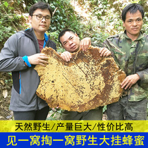 Wild big hanging honey cliff honey natural pure no addition Liuan farm home-grown wild honey