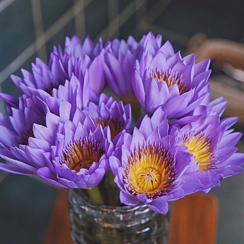 10 Purple Water Lilies Fresh Cut Flowers for Hydroponic Indoor Arrangements, Water-Grown Lotus Flowers, Direct Delivery from Guangzhou Flower Base