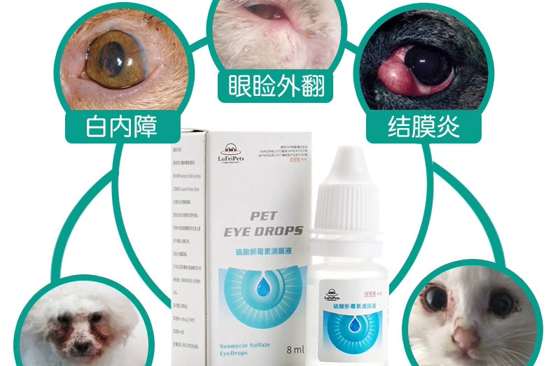 Thuốc nhỏ mắt mèo thuốc nhỏ mắt mèo thuốc mèo mắt bị viêm xung huyết đến rách - Thuốc nhỏ mắt