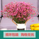 Yunnan natural style forget-me-not dried flowers bouquet decoration ornaments real flowers home flower arrangement on Jin [Jin equals 0.5 kg] selling baby's breath