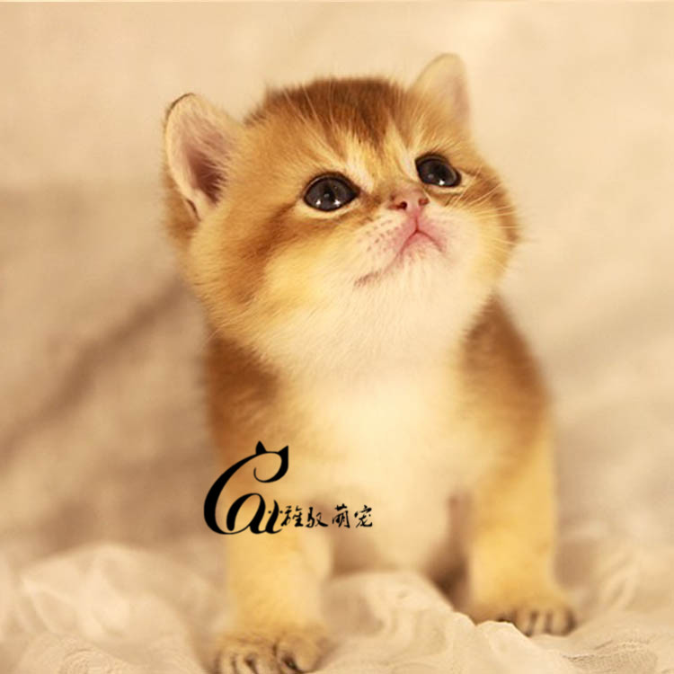 Usd 780 71 Purebred British Shorthair Live Kitten Domestic Gold