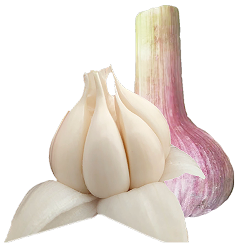 1斤！云南紫皮大蒜特大果