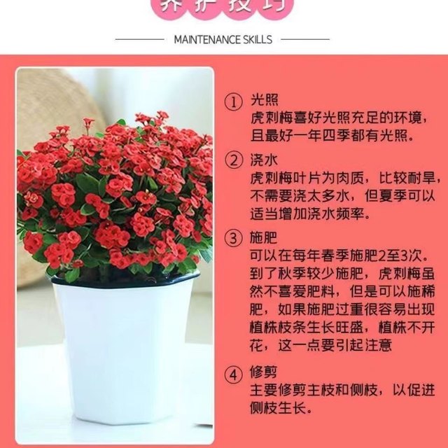 Tiger thorn plum flower potted easy-to-live plant indoor office balcony drought-resistant iron begonia flower blooms continuously in all seasons