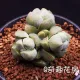 Succulents Bạc Tằm Tuyết Văn phòng Tằm nhỏ Cây trồng trong chậu Cây xanh Hoa Đồ trang trí mọng nước [Bạc tằm 3-4cm] - Trang trí nội thất