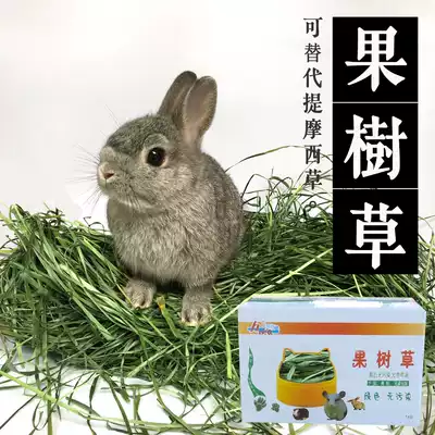 Spot 21 years Helda drying fruit tree grass rabbit ChinChin Dutch pig pasture hair weight two catties