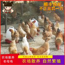 Peach Blossom Pool Anhui Zhengzong Wan South Old Hen Farmhouse Loose Breeding Earth Chickens This Chicken Lunar Rooster Broiler Chicken Broiler Fresh And Now Kill