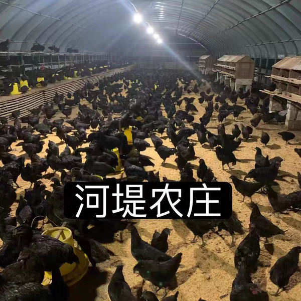 纯种五黑一绿鸡种蛋:揭秘神秘绿壳乌骨鸡的孵化之旅!-鸡苗-淘宝百科网