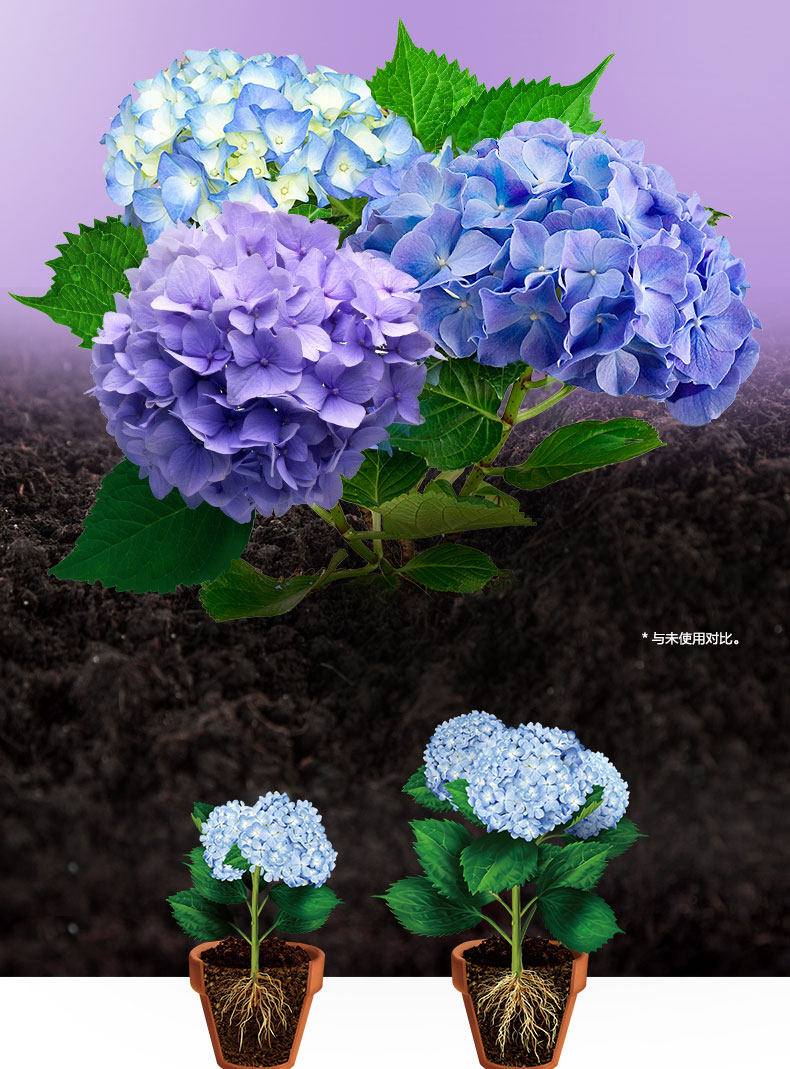 Hydrangea 20-2_01.jpg
