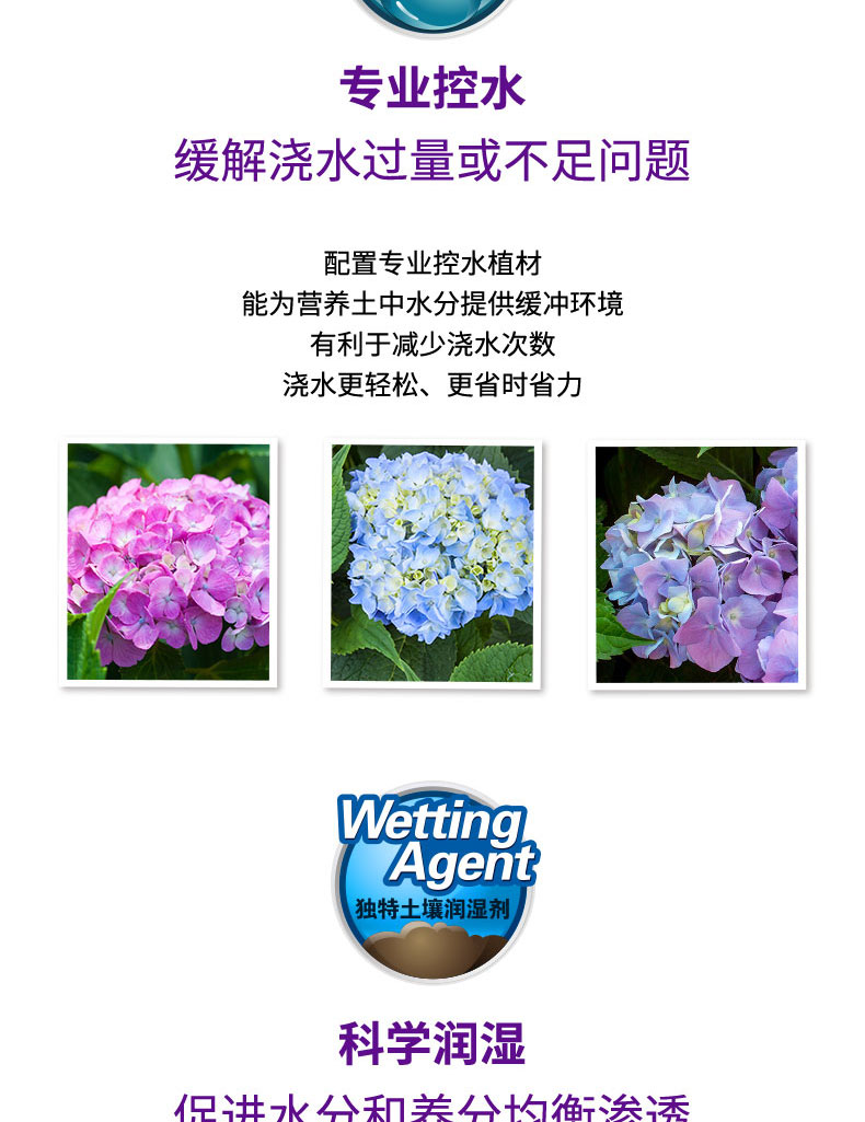 Hydrangea 6l2_03.jpg