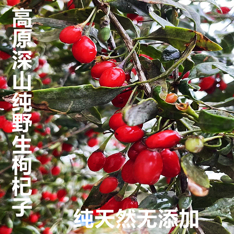 Highlands Extra pure wild wolfberry 500g Shunfeng wild wolfberry wolfberry tea non - Ningxia wolfberry wolfberry