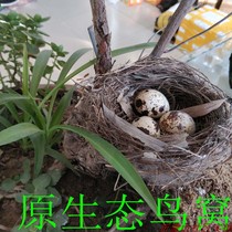 Natural birds nest Original ecological birds nest Nature wild wild birds nest shooting props Bonsai crafts