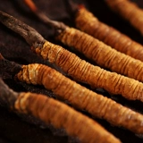 品粹堂 Cordyceceps Sinensis 5G Аутентичная трава, тибетская высокая высота, первая подарочная коробка, оснащенная 3/грамм