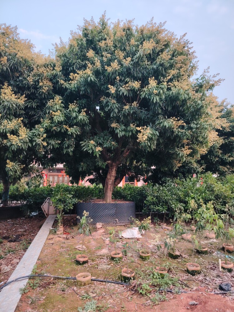 西莫花果