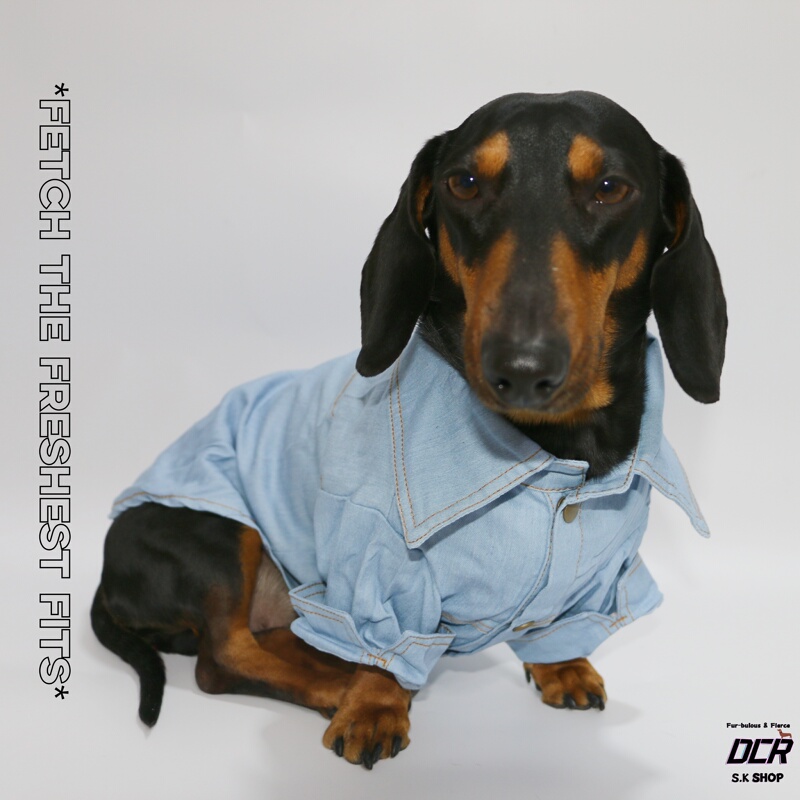 Dog and Cat Pet Clothes Spring and Summer Thin Crush Solid Color Denim Shirt Dachshund Mini Doberman Pomeranian