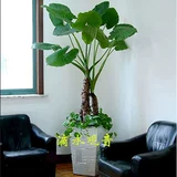 Гидропонное растение, гудящее, также известное как камера Buoal Lotus, 芡 水  帙 帙 подходит