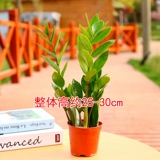 摇 柙 柙 钱 钱 鹎 鹎       舐 舐 鹎 鹎 鹎 芄垡 芄垡 芄垡