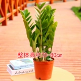 摇 柙 柙 钱 钱 鹎 鹎       舐 舐 鹎 鹎 鹎 芄垡 芄垡 芄垡