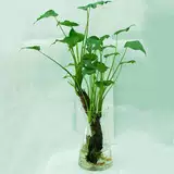Гидропонное растение, гудящее, также известное как камера Buoal Lotus, 芡 水  帙 帙 подходит