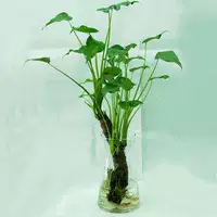 Гидропонное растение, гудящее, также известное как камера Buoal Lotus, 芡 水  帙 帙 подходит