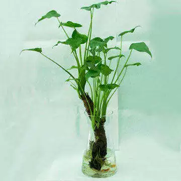 Гидропонное растение, гудящее, также известное как камера Buoal Lotus, 芡 水  帙 帙 подходит