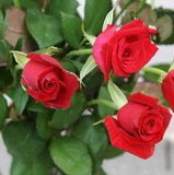 Mei 拉 罗 罗            hudoor и Outdoor 芄刍 Балконный лунный завод 